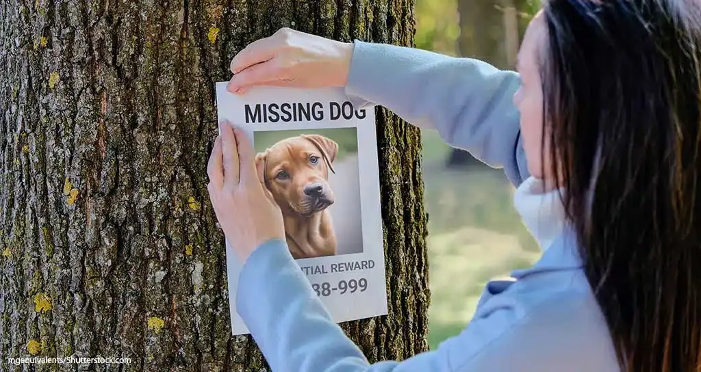 Missing Pets Have Over 50/50 Chance of Recovery