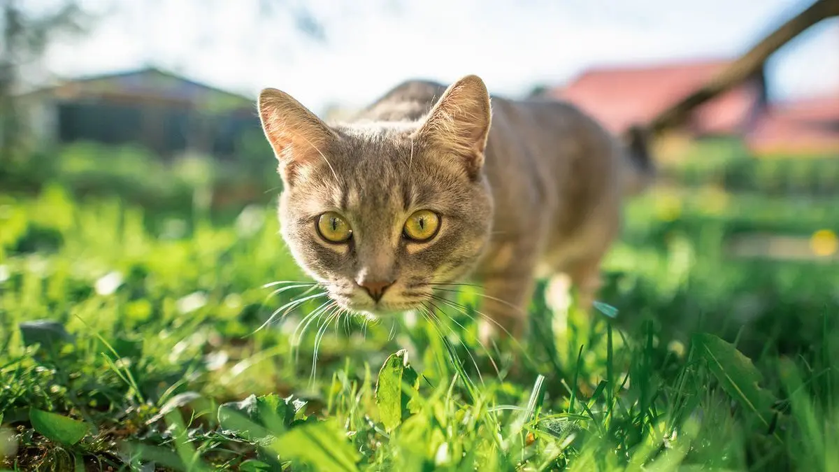 1.7 million pets disappeared in 2024, with some states a particularly high risk
