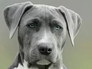 The Sad State and Fate of Lost Dogs and Cats in the U.S.