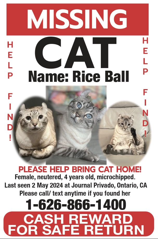 Lost Cat: Rice Ball in Ontario - Help Find Her!