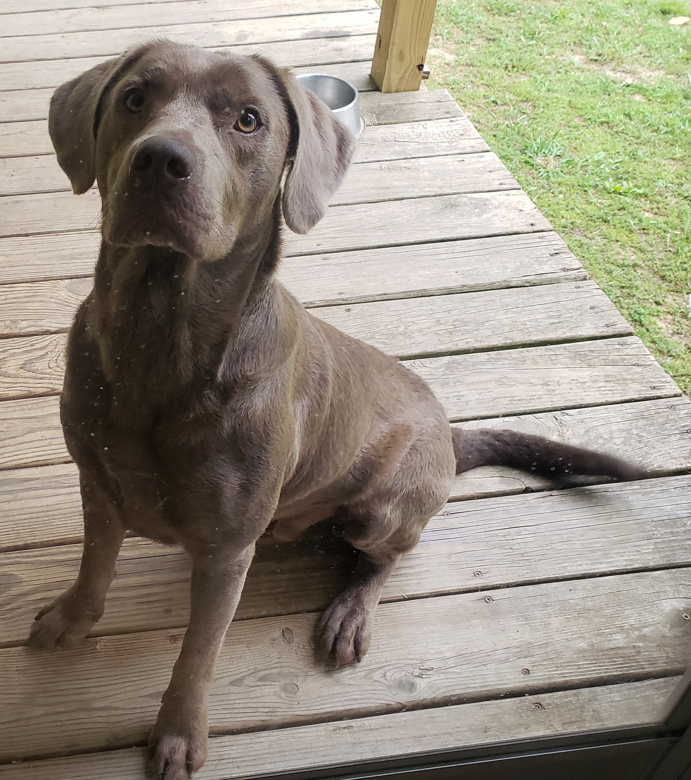 Lost Lab Found Near Bruceton, TN 114 - Help!