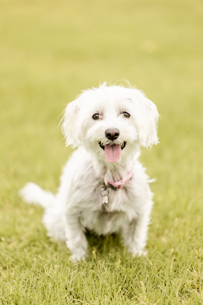 Lost Maltipoo Libby in Peoria - Help Find Her!