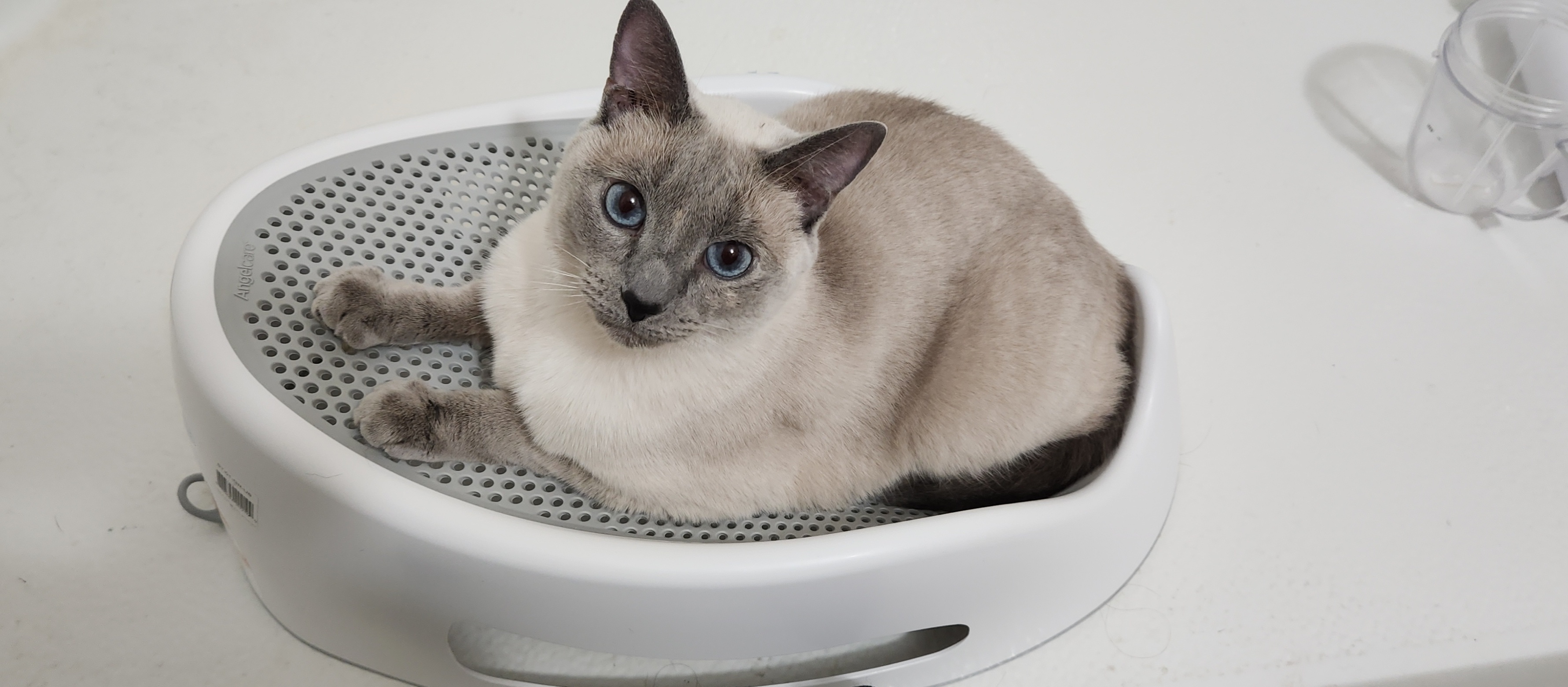 Lost Siamese Cat - White & Grey in Warner Robins