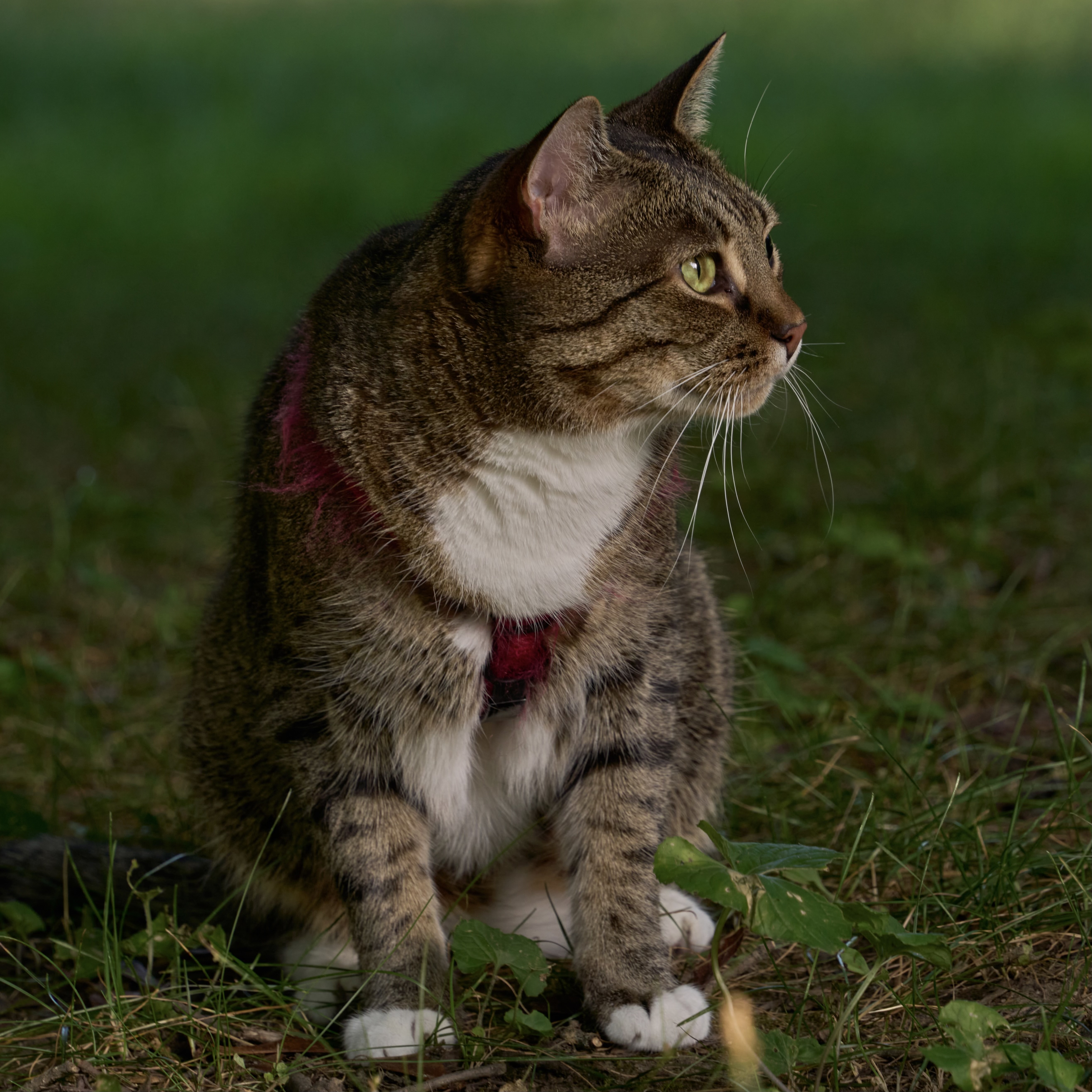 Lost 7-Year-Old Tabby on County Road 41