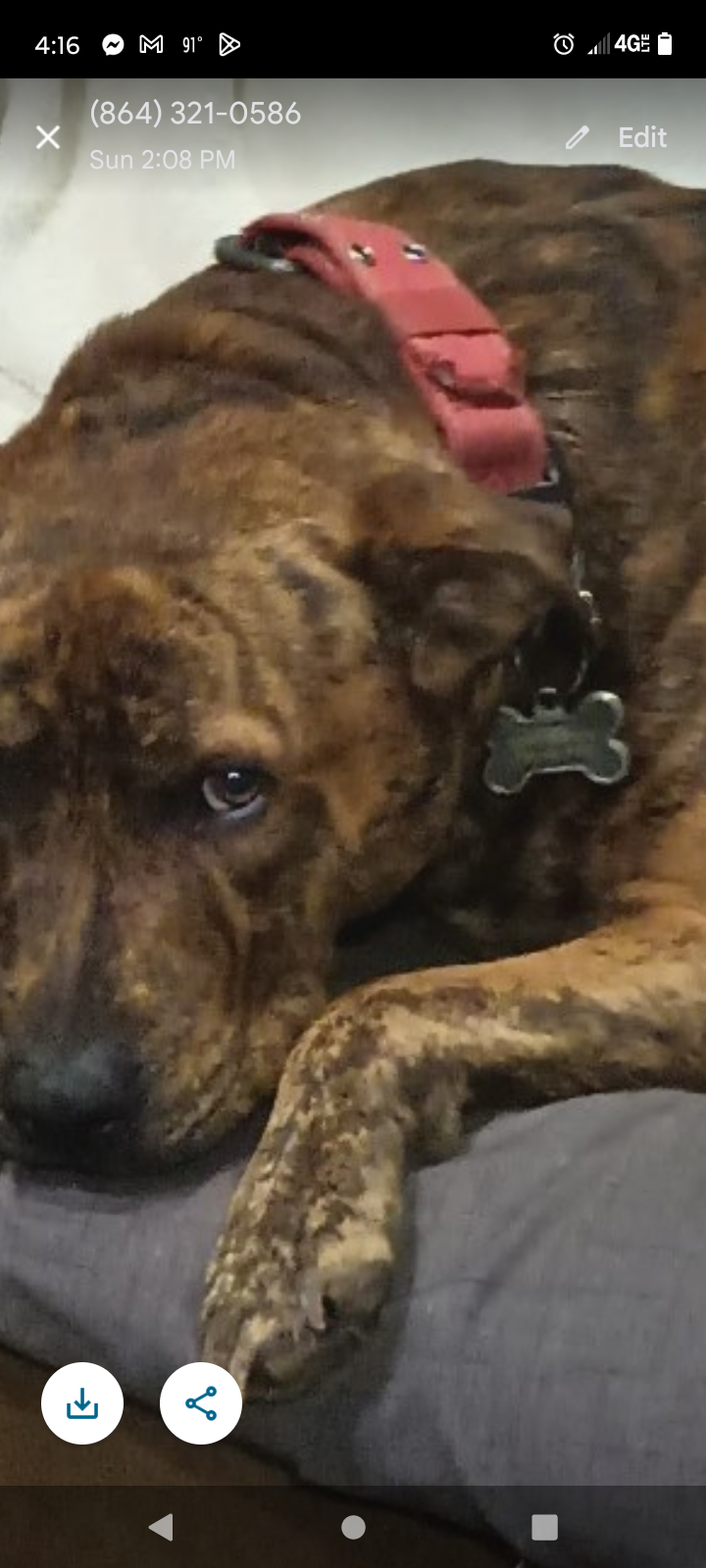 Missing Brindle Dog Gus - Friendly & Smart