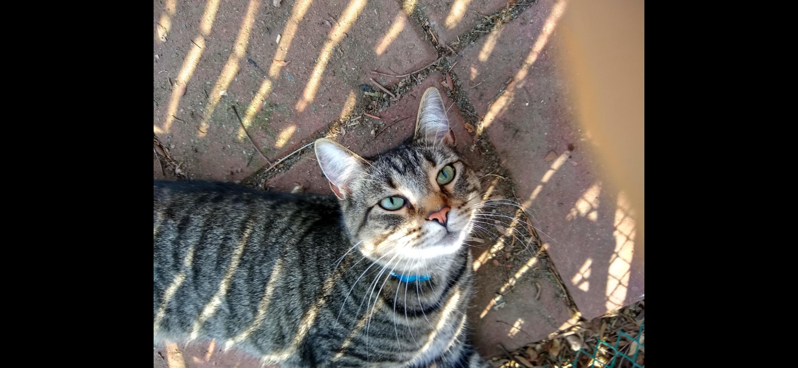 Missing Cat: Gray/Black Tabby on Wolf Road