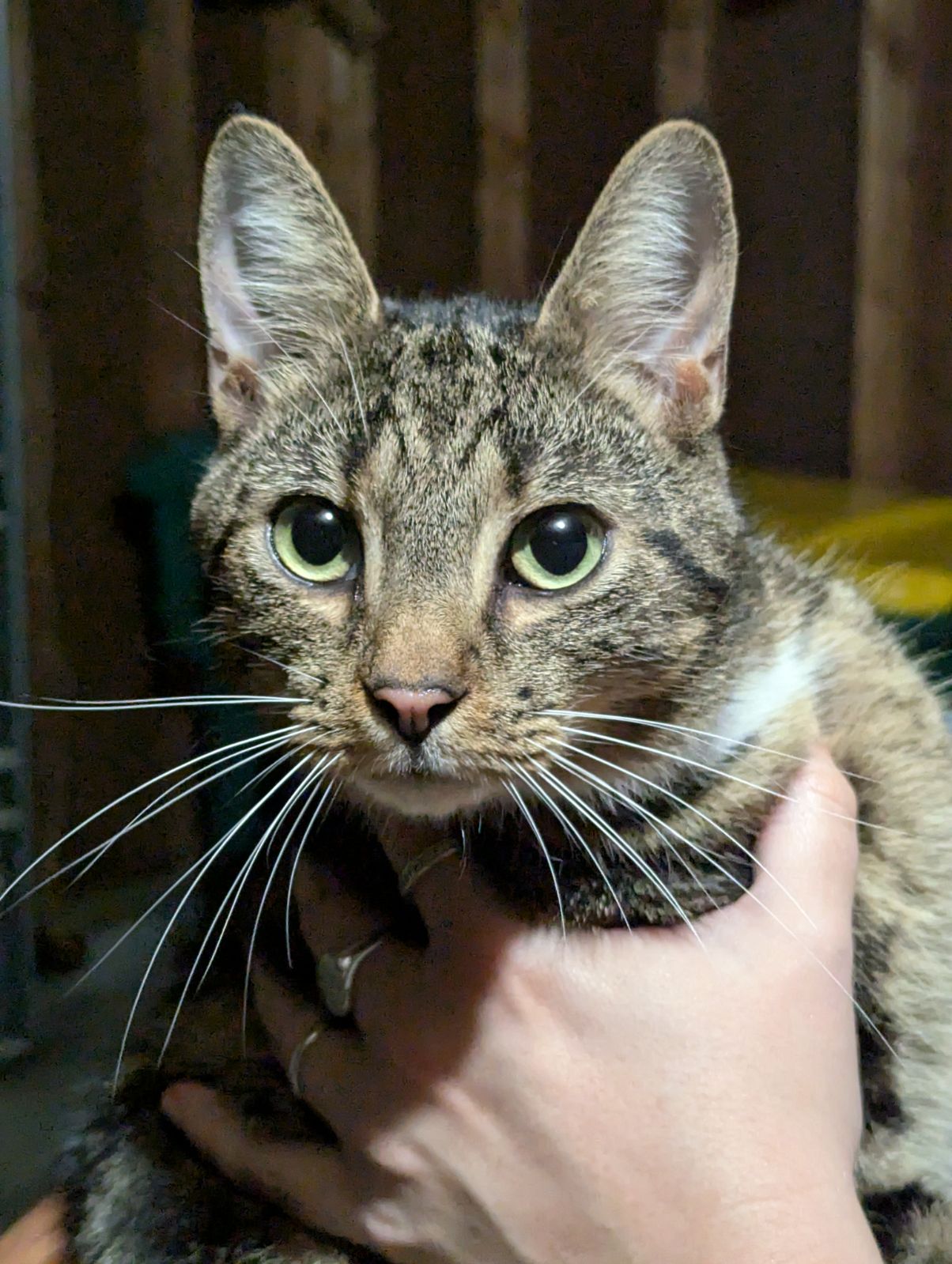 Sweet Striped Male Cat Found in Castleton