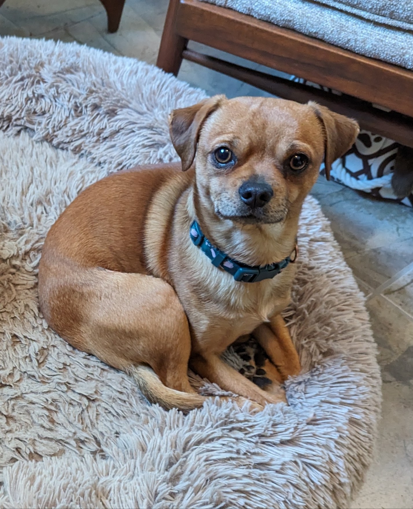 Lost Tan Chihuahua Mix: Last Seen 9/25