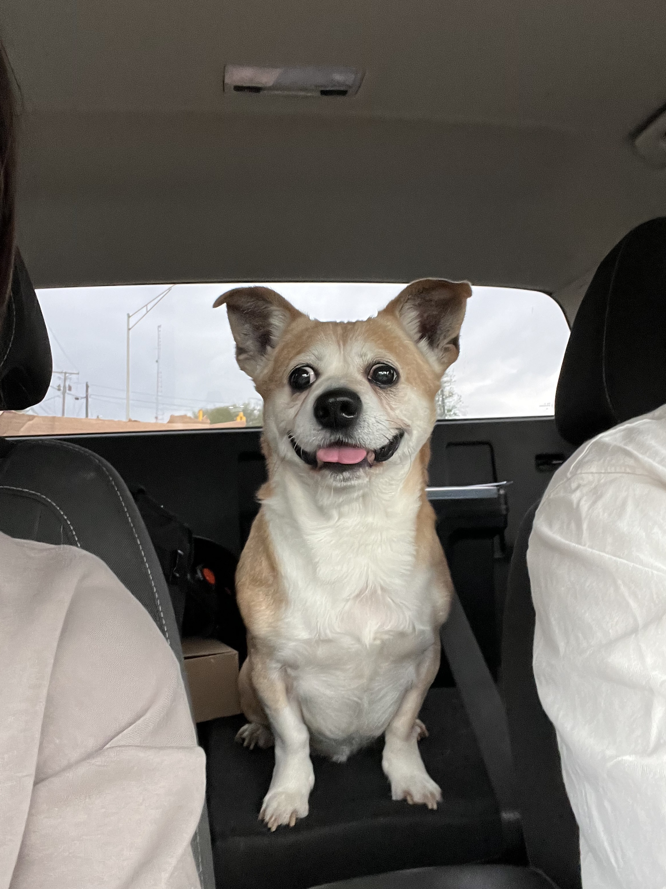 Found Friendly Beagle/Corgi Mix on NW Blvd