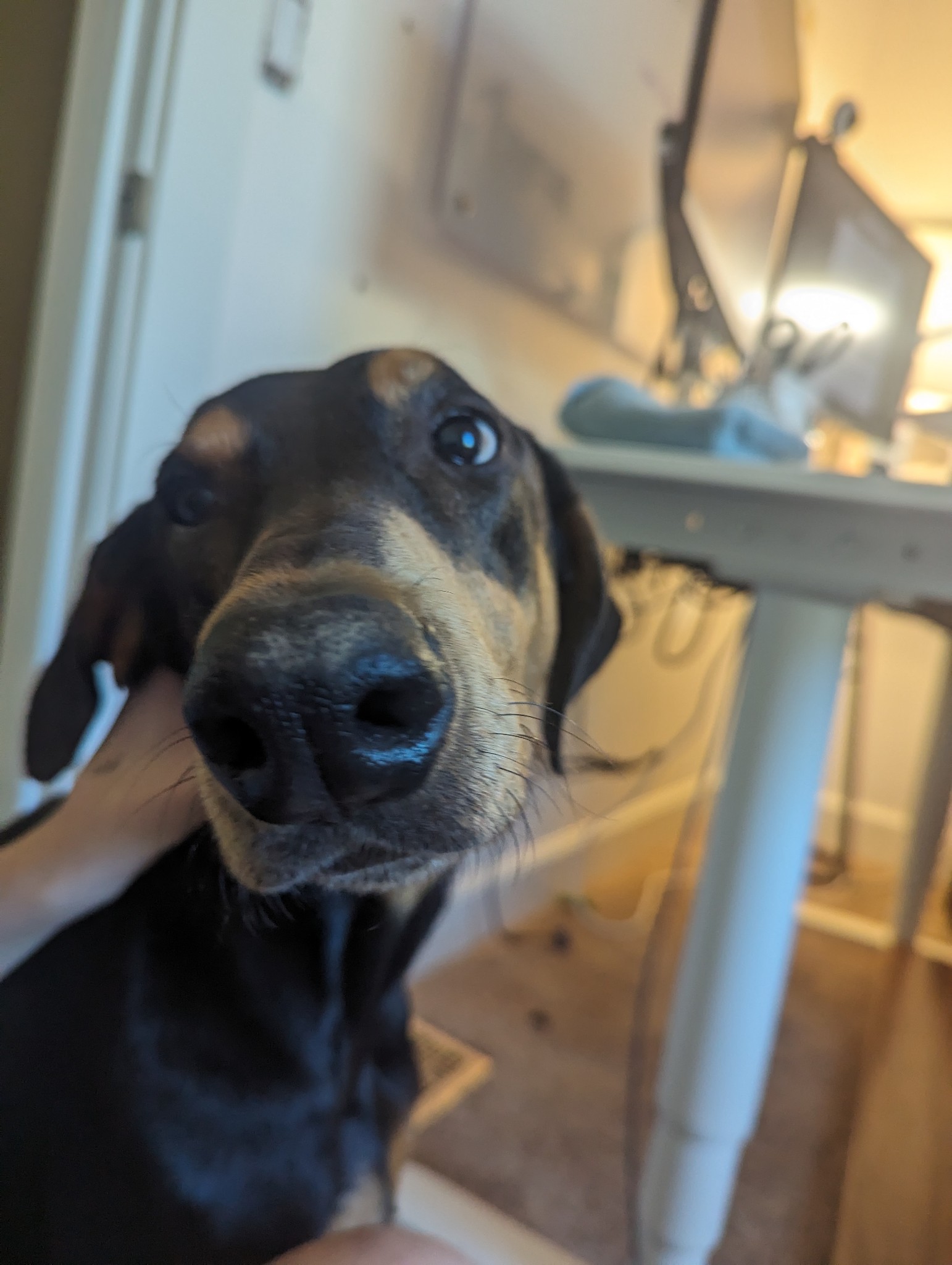 Lost Doberman: Minnie, Black/Tan, Portland