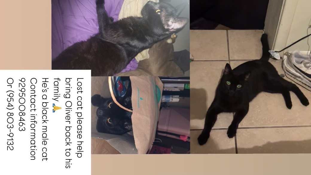 Missing Black Cat: Jefferson Dr, 430