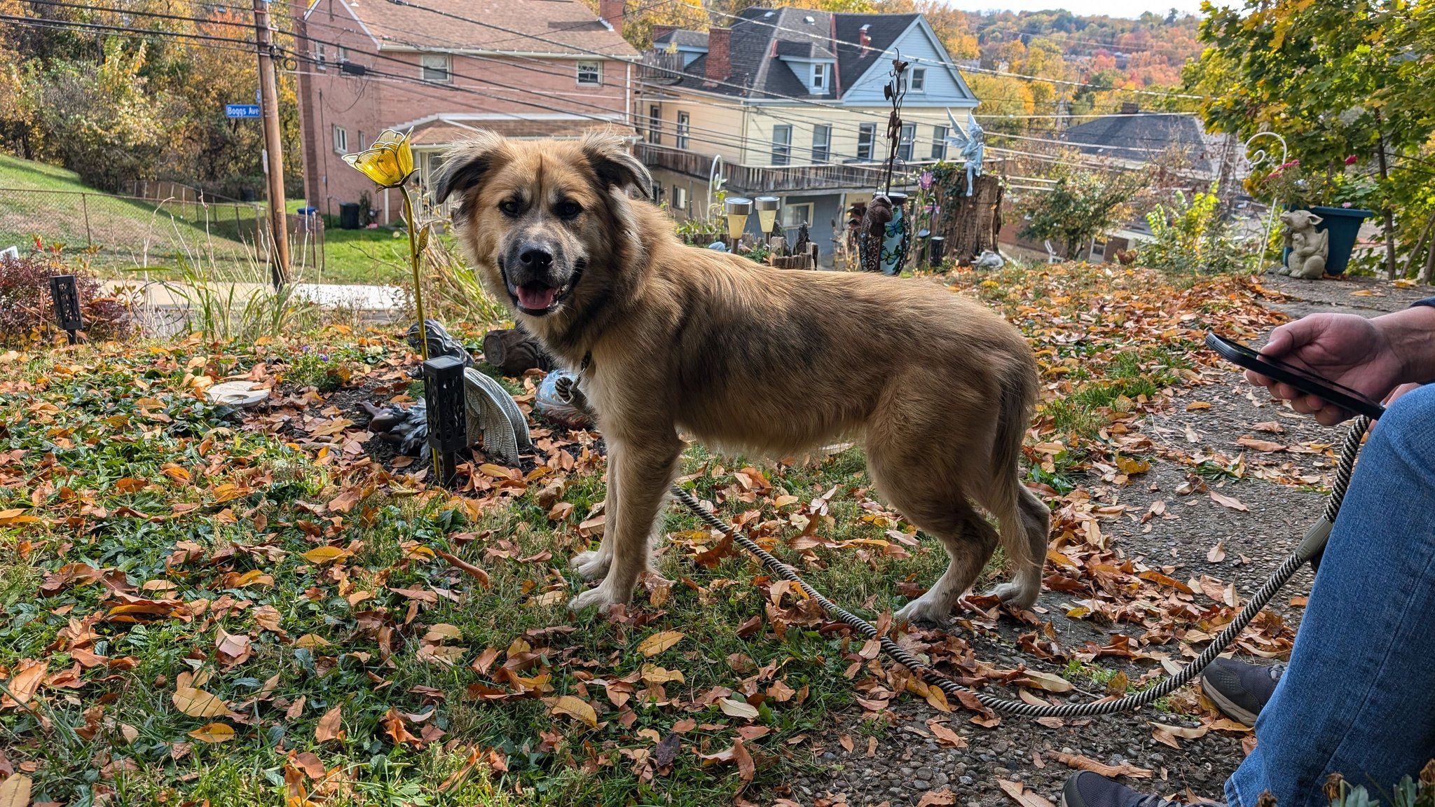 Found: Female Dog on Boggs Ave, Pittsburgh