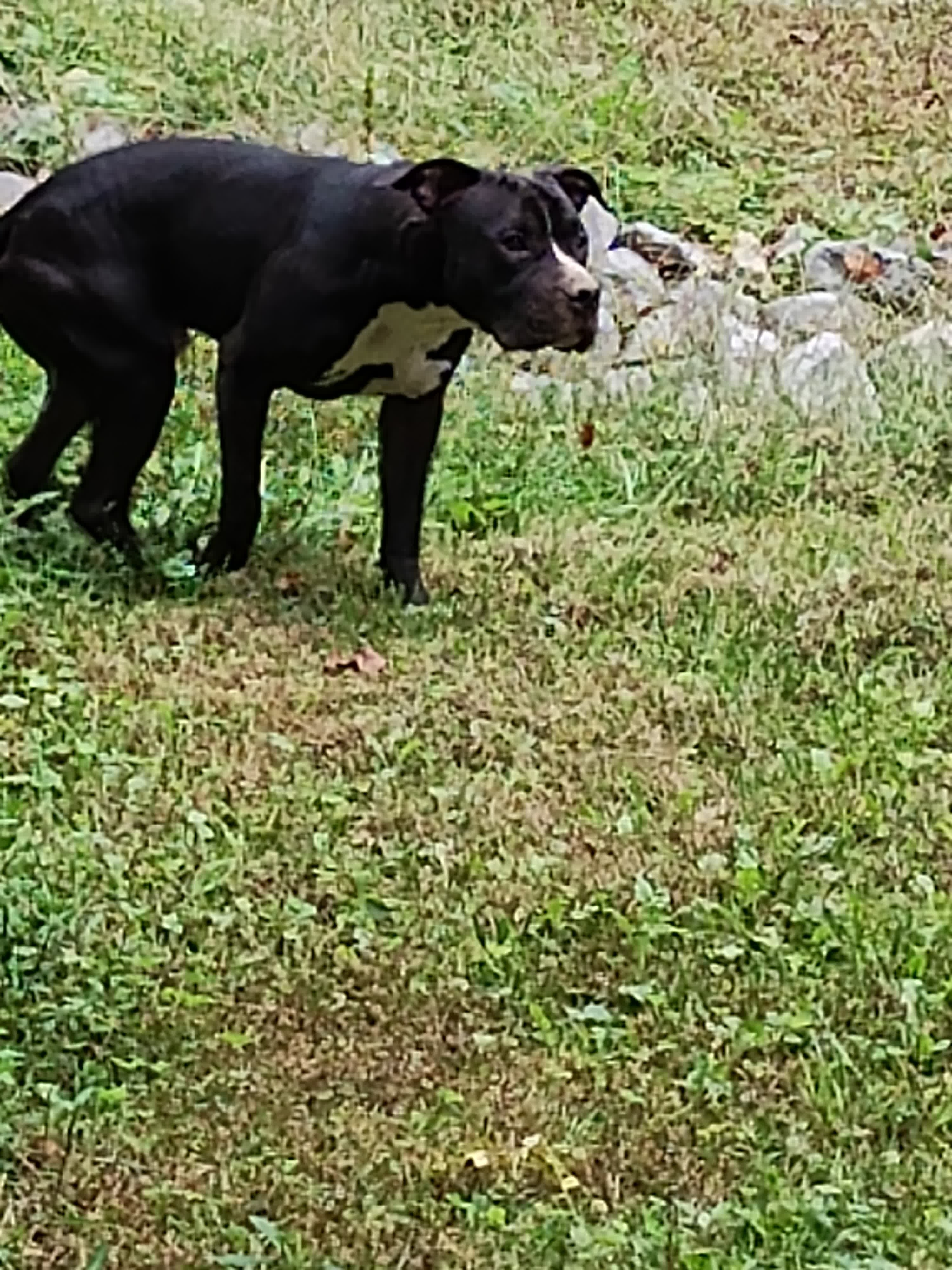 Lost Dog: Midnight - Black with White Markings