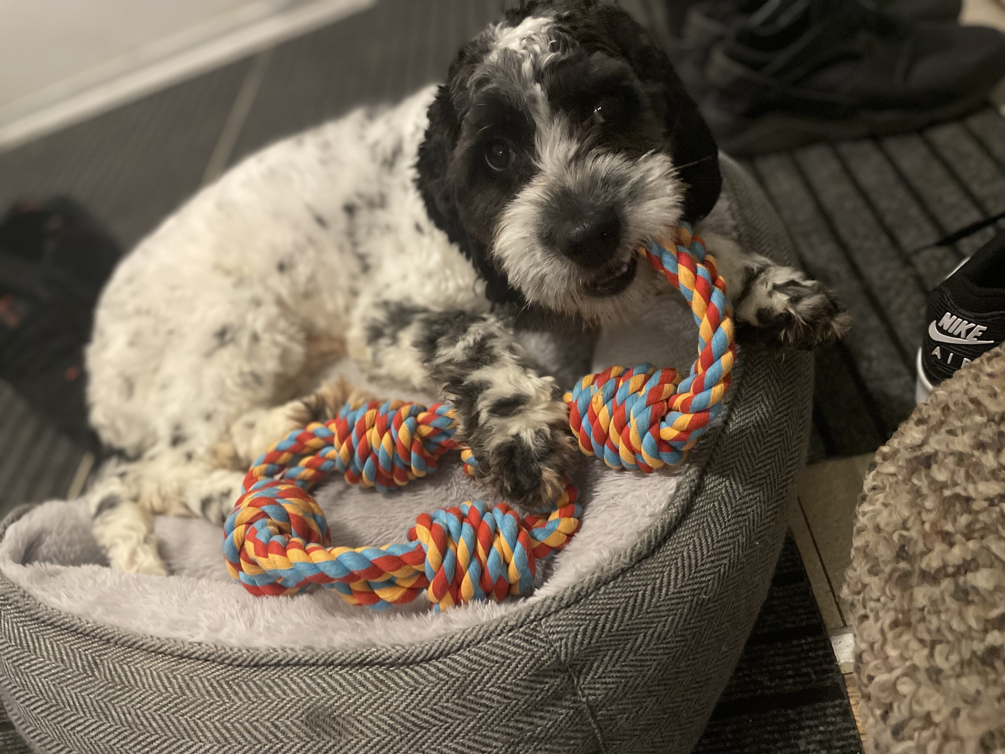 Missing Cockapoo: Oreo in Toronto