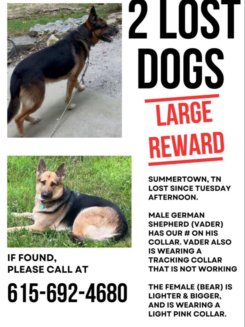 Lost German Shepherds in Mount Pleasant