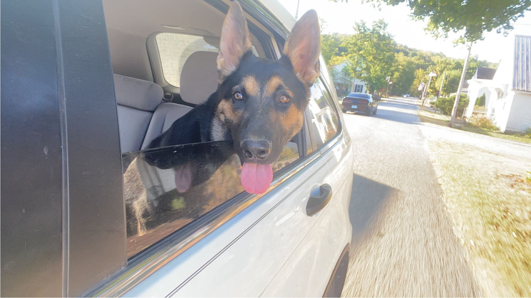 Lost Dog Booker: Friendly, Camo Collar