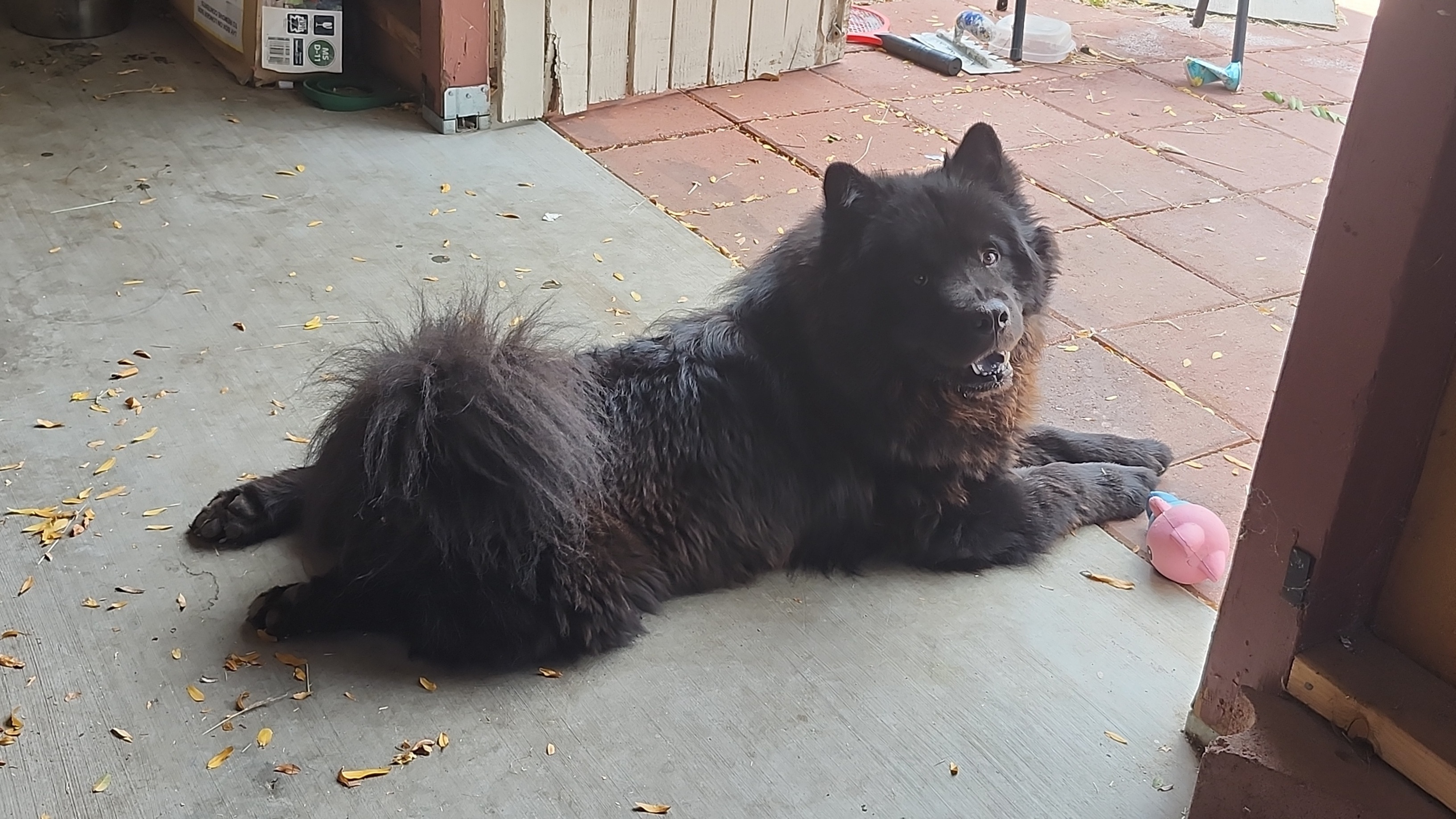 Lost Black Chow Named Bosco in Prescott