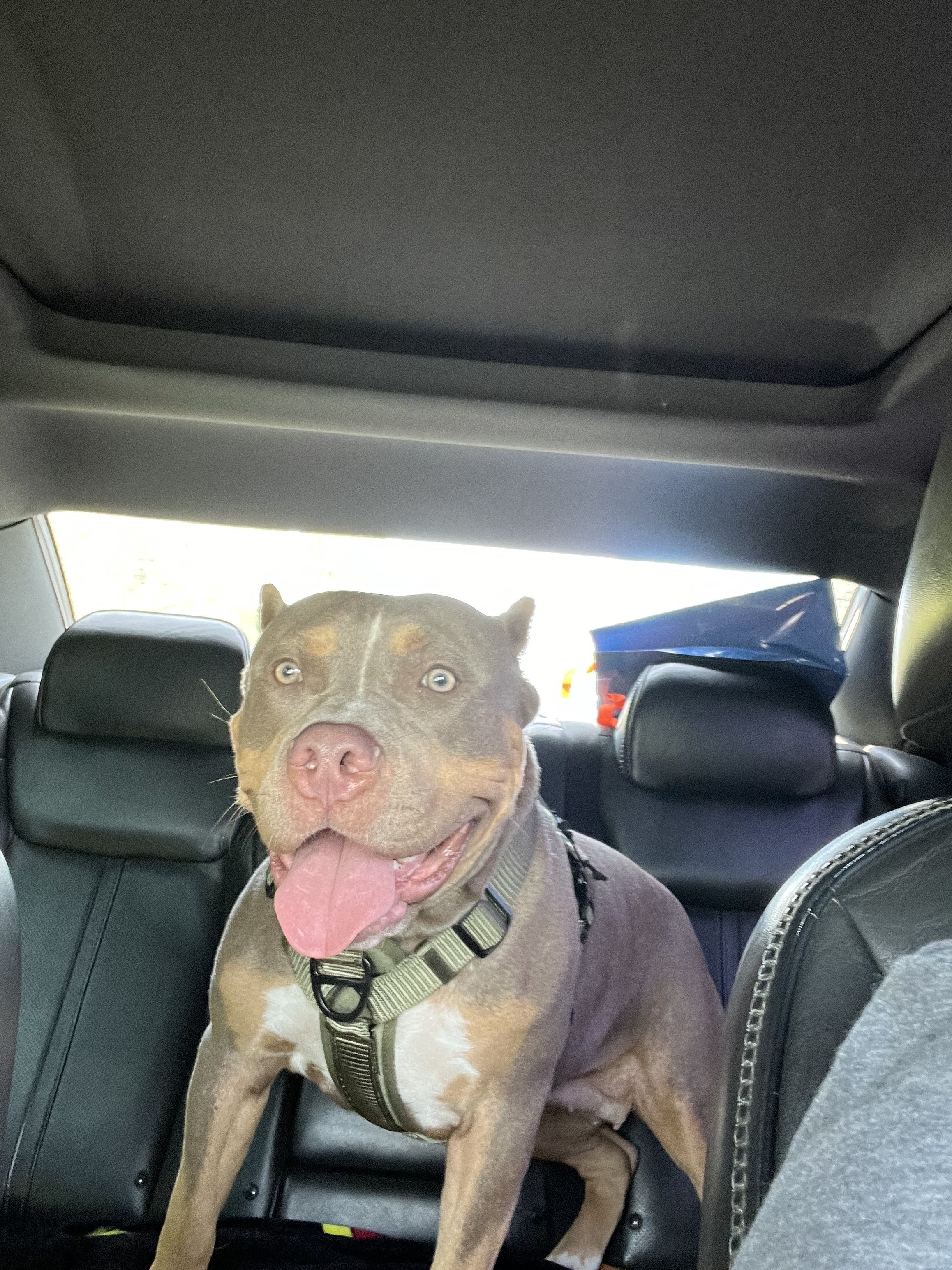 Lost Brown Bully Dog on Lozano Dr