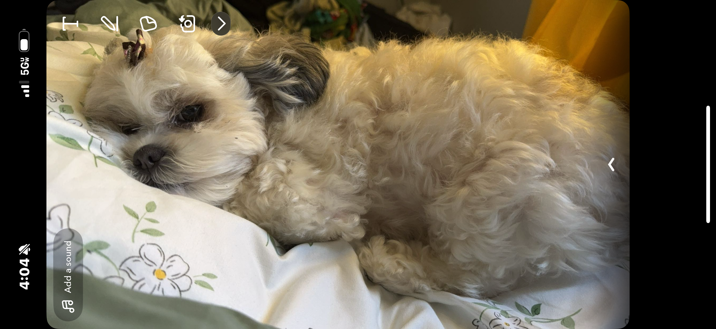 Help Find Luna: Lost Shih Tzu Mix in Danbury