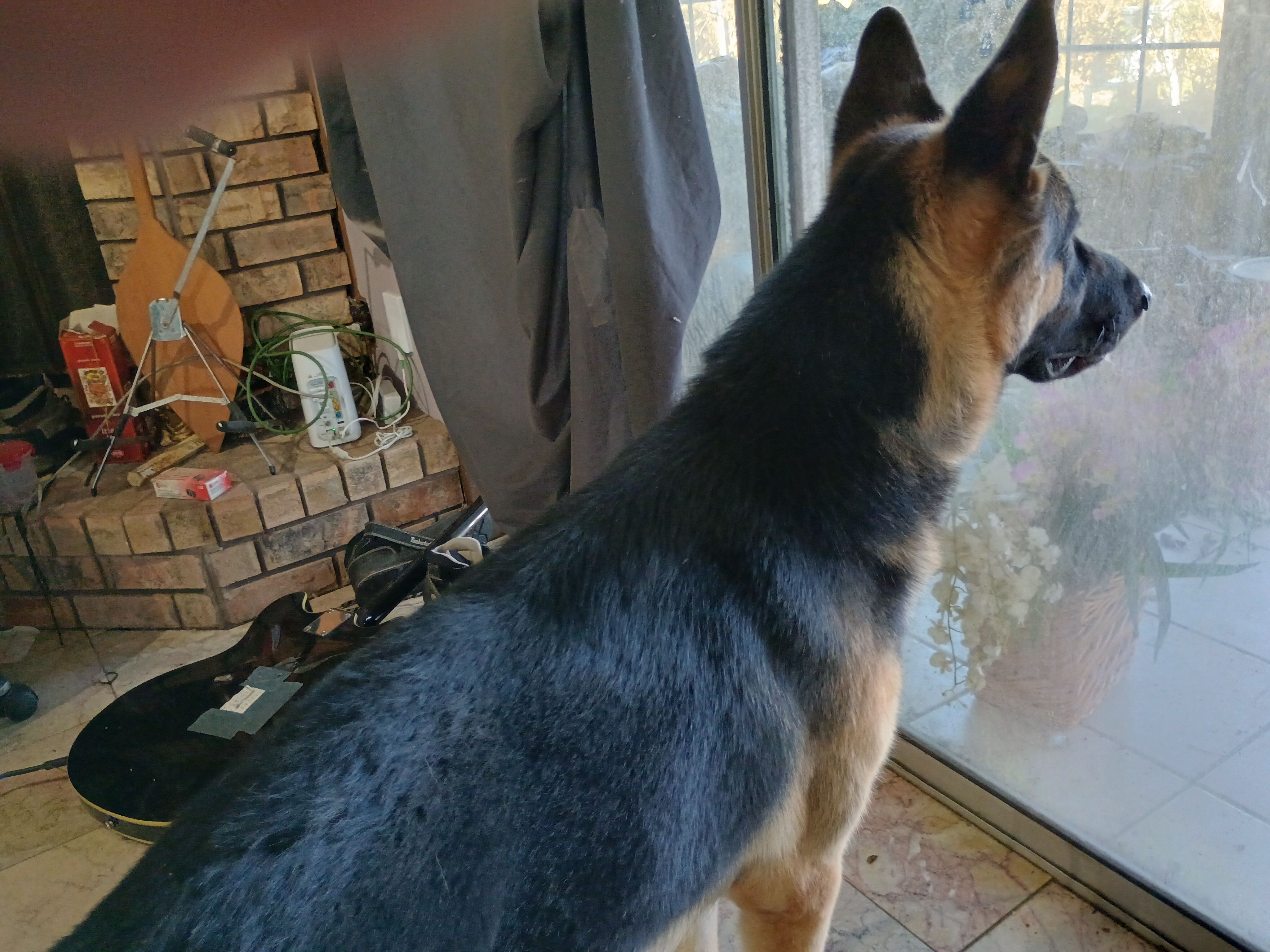 Lost German Shepherd Found on Hooper