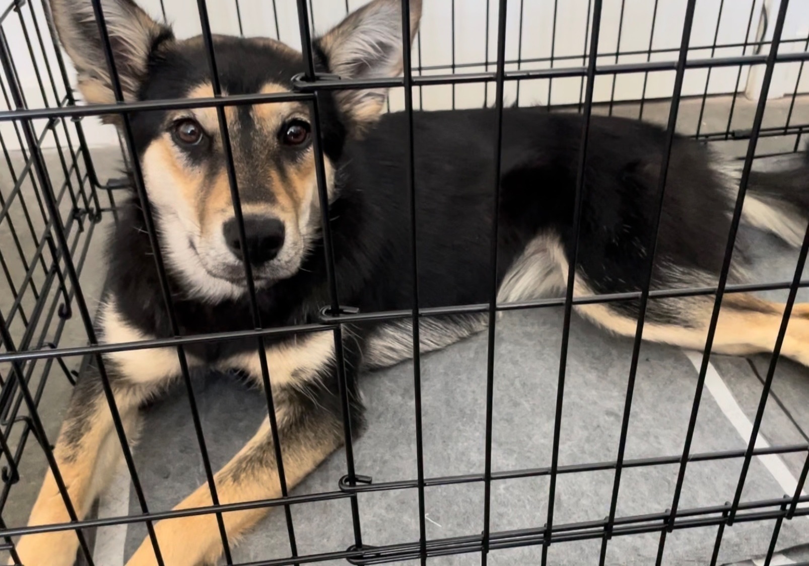 Found: Young Black/Tan Shepherd-Husky Mix