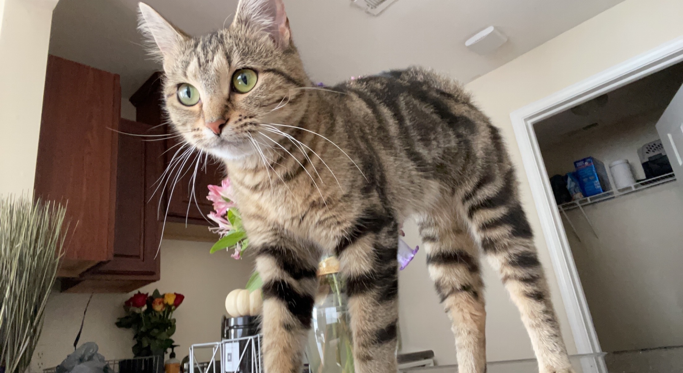 Lost and found pets Charlotte, photo: Lost Cat: Friendly Marble Coat in Charlotte