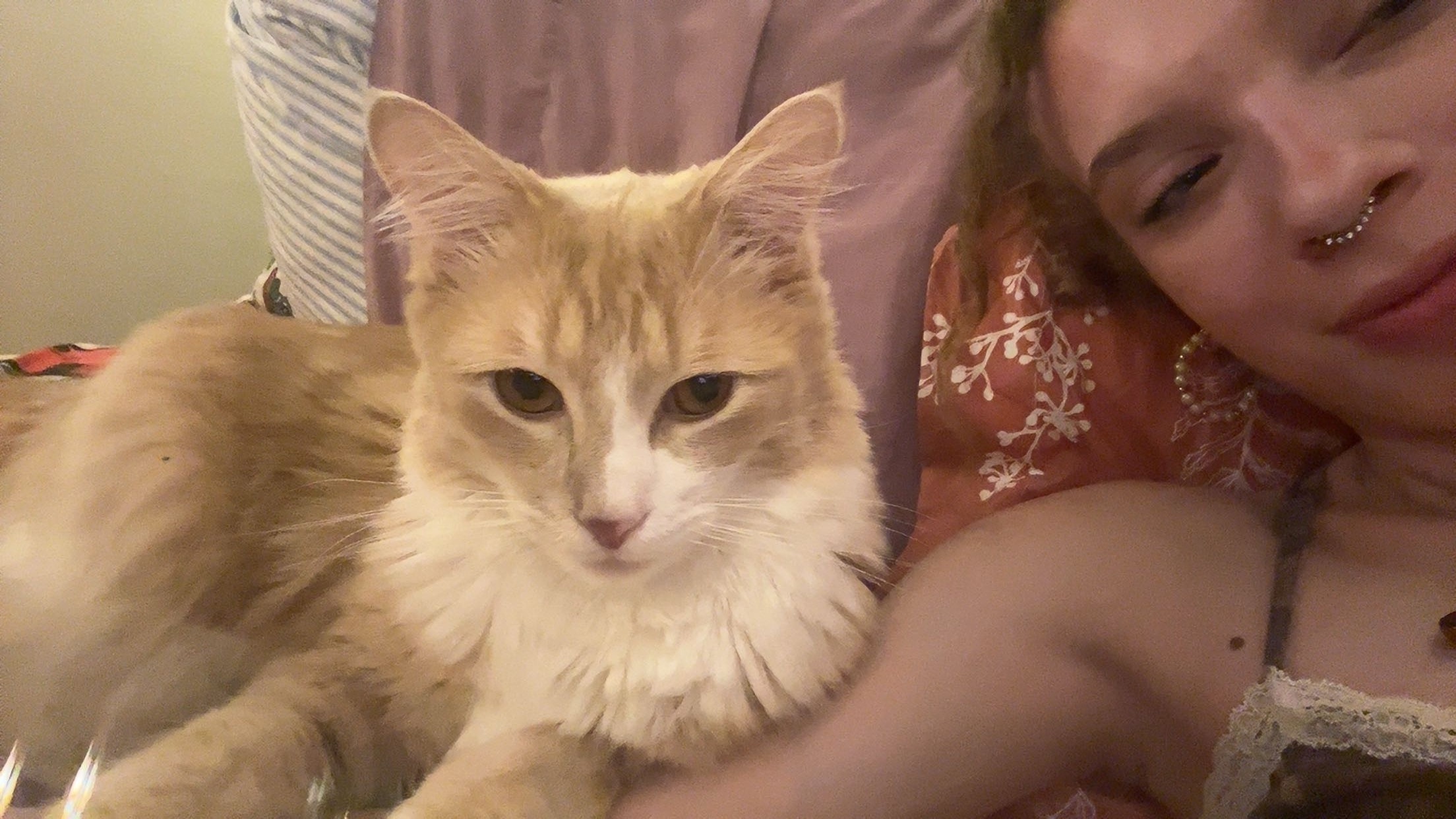 Lost Light Orange Cat Near High St, Boscawen