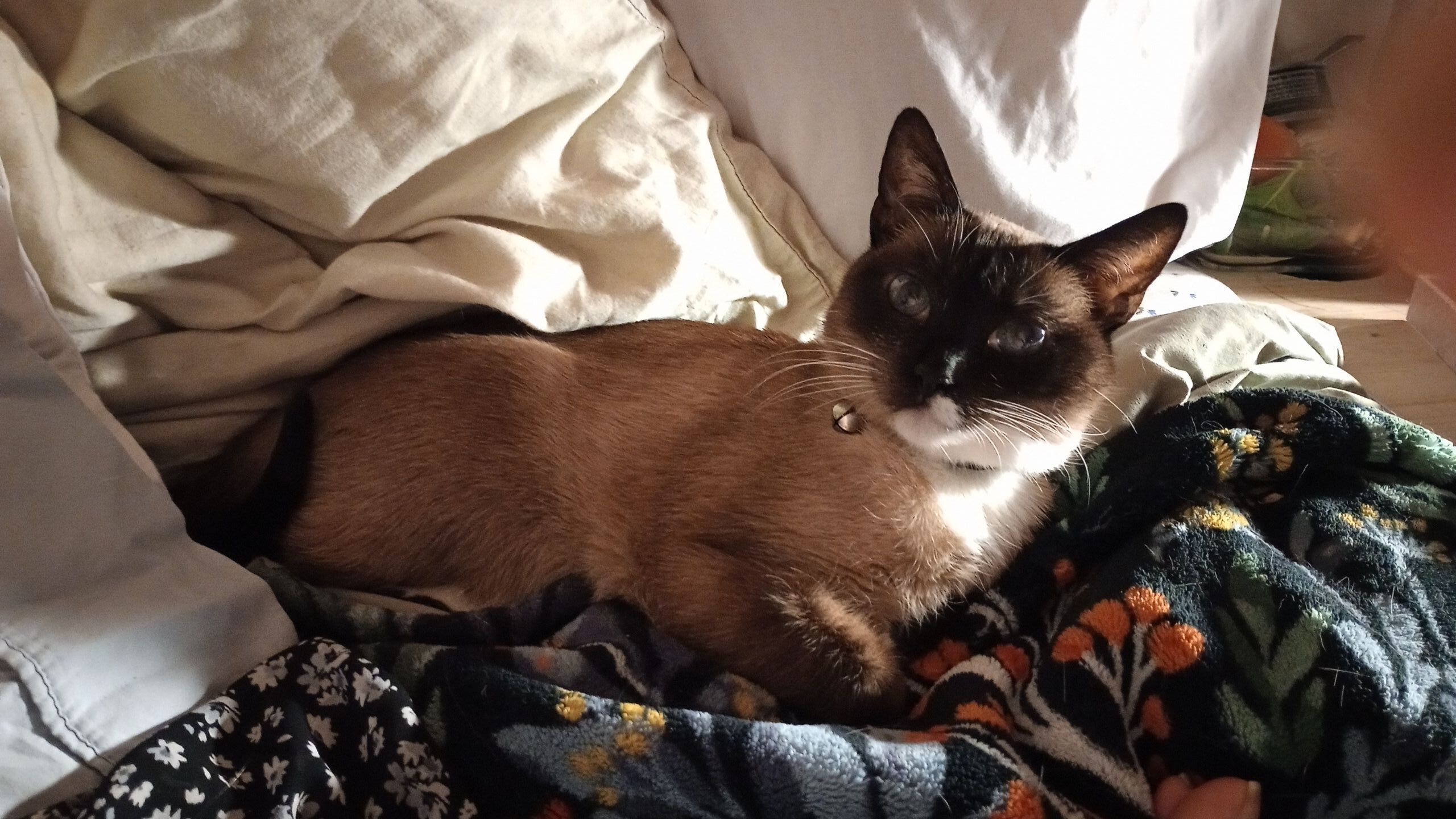Lost Burmese Cat: Jingles Missing in Clearlake