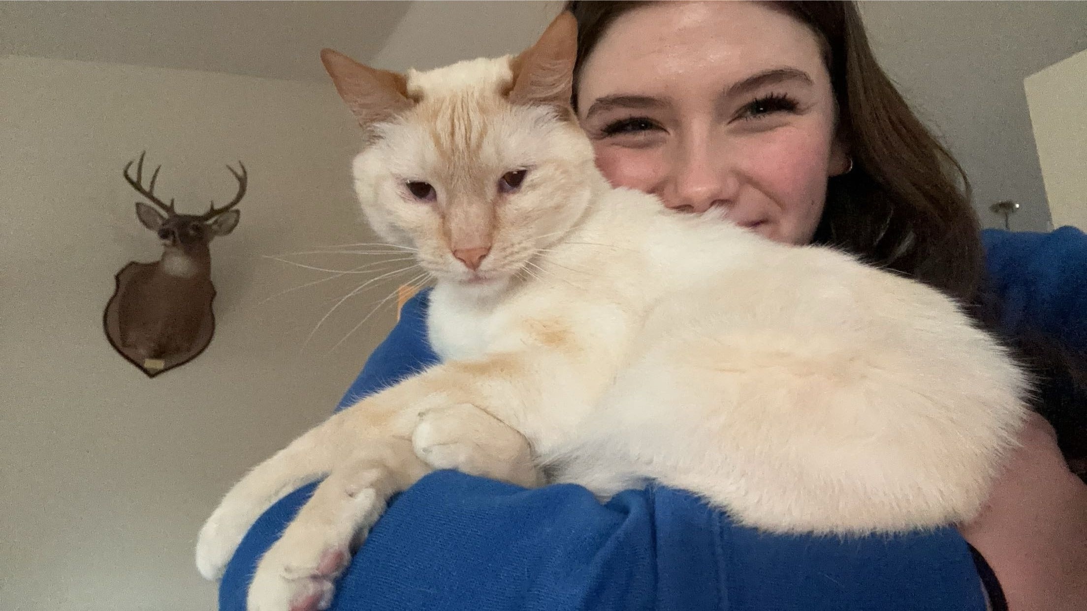 Lost Fire Point Siamese in Ballwin