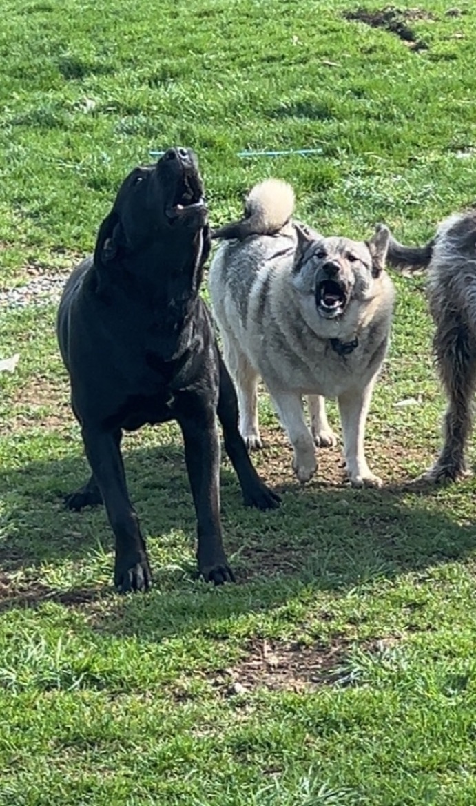 Lost Dogs: Black Lab & Elk Hound - Latrobe