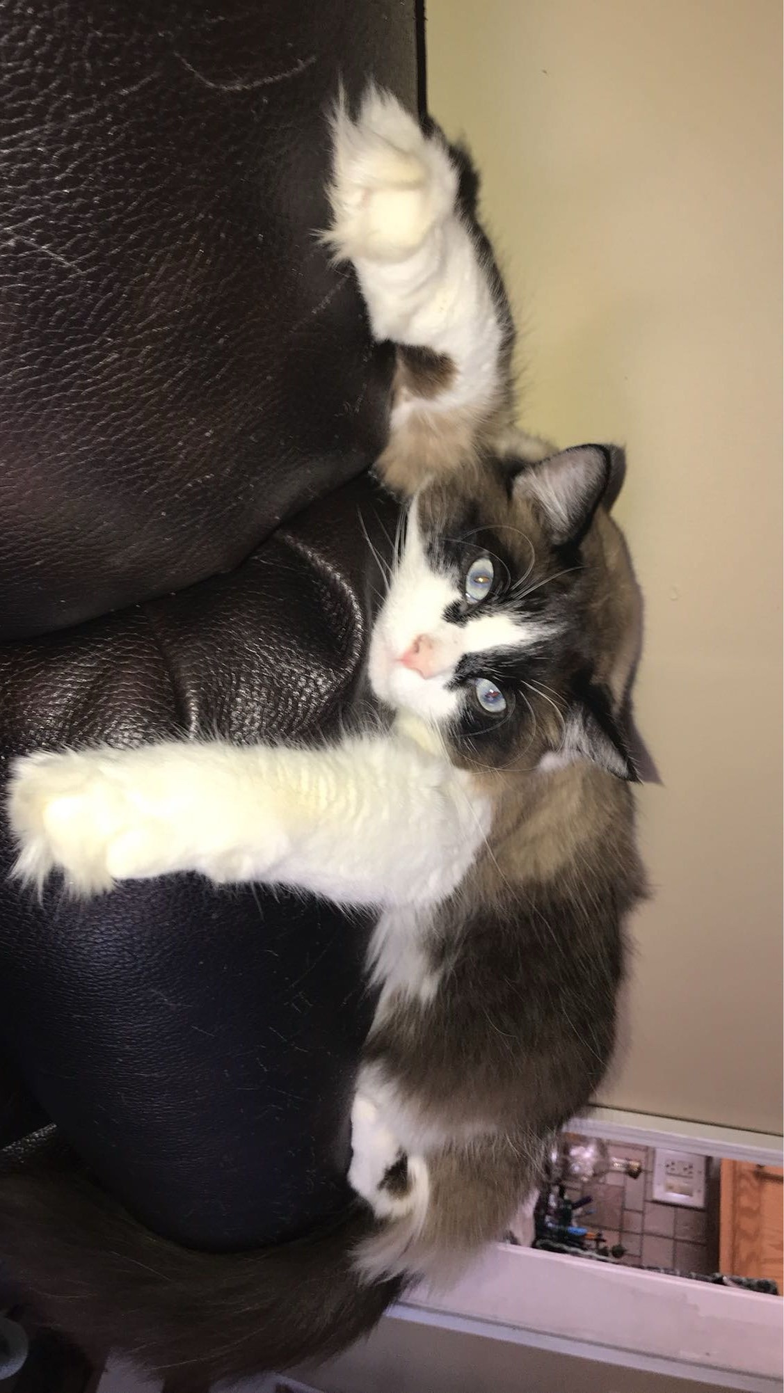 Lost Ragdoll Cat Comet: Skittish & Afraid