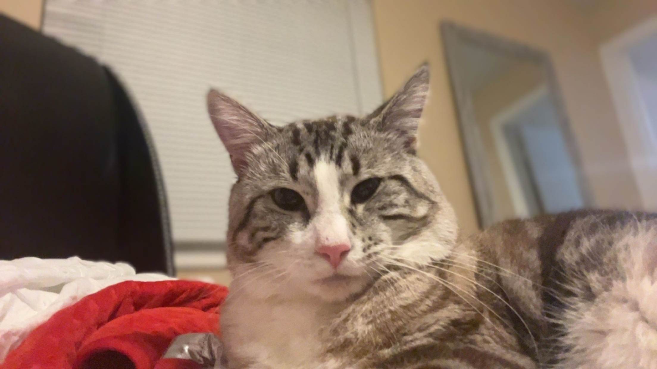 Missing cat Tallahassee, photo: Lost Exotic Gray Cat: Huge Paws, Blue Eyes