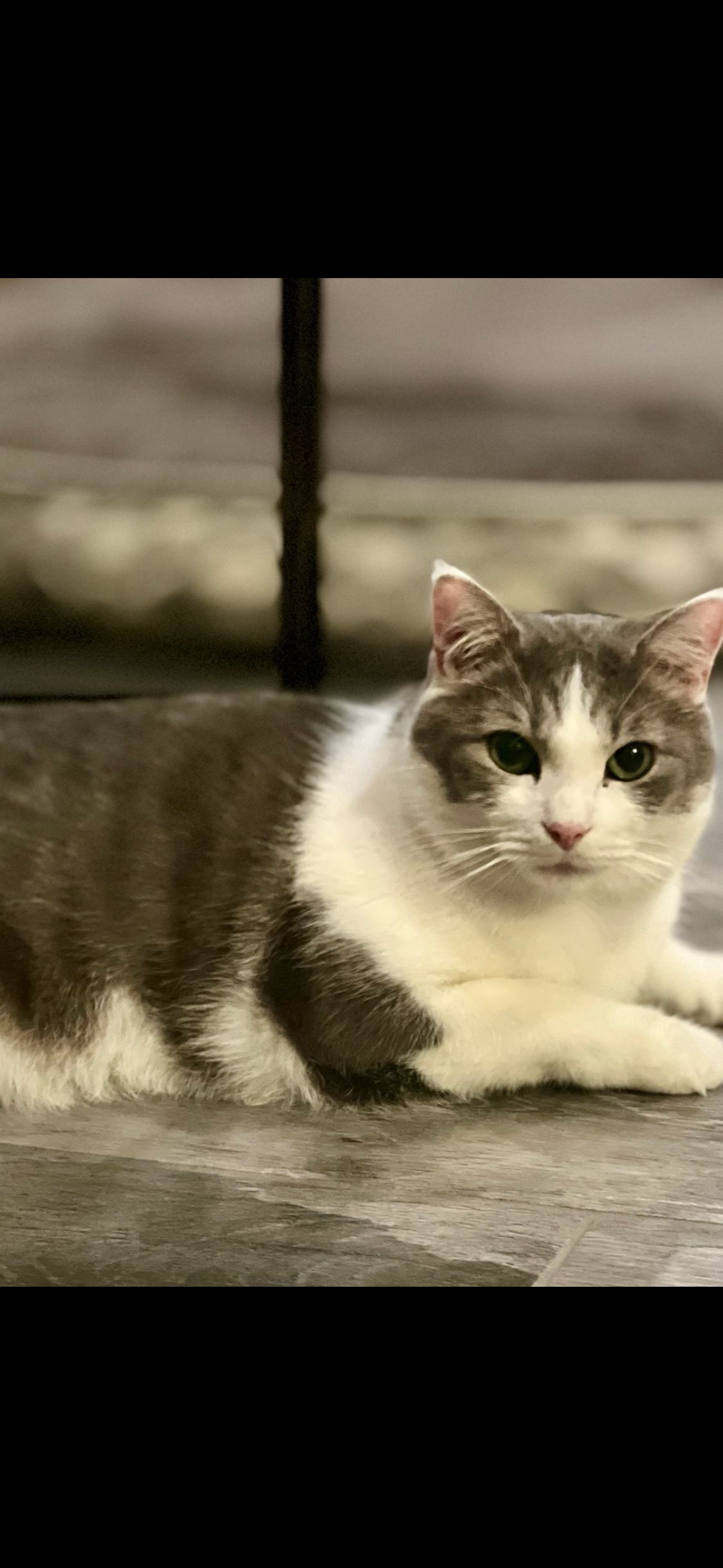 Missing cat Greensboro, photo: Lost cat, Greensboro