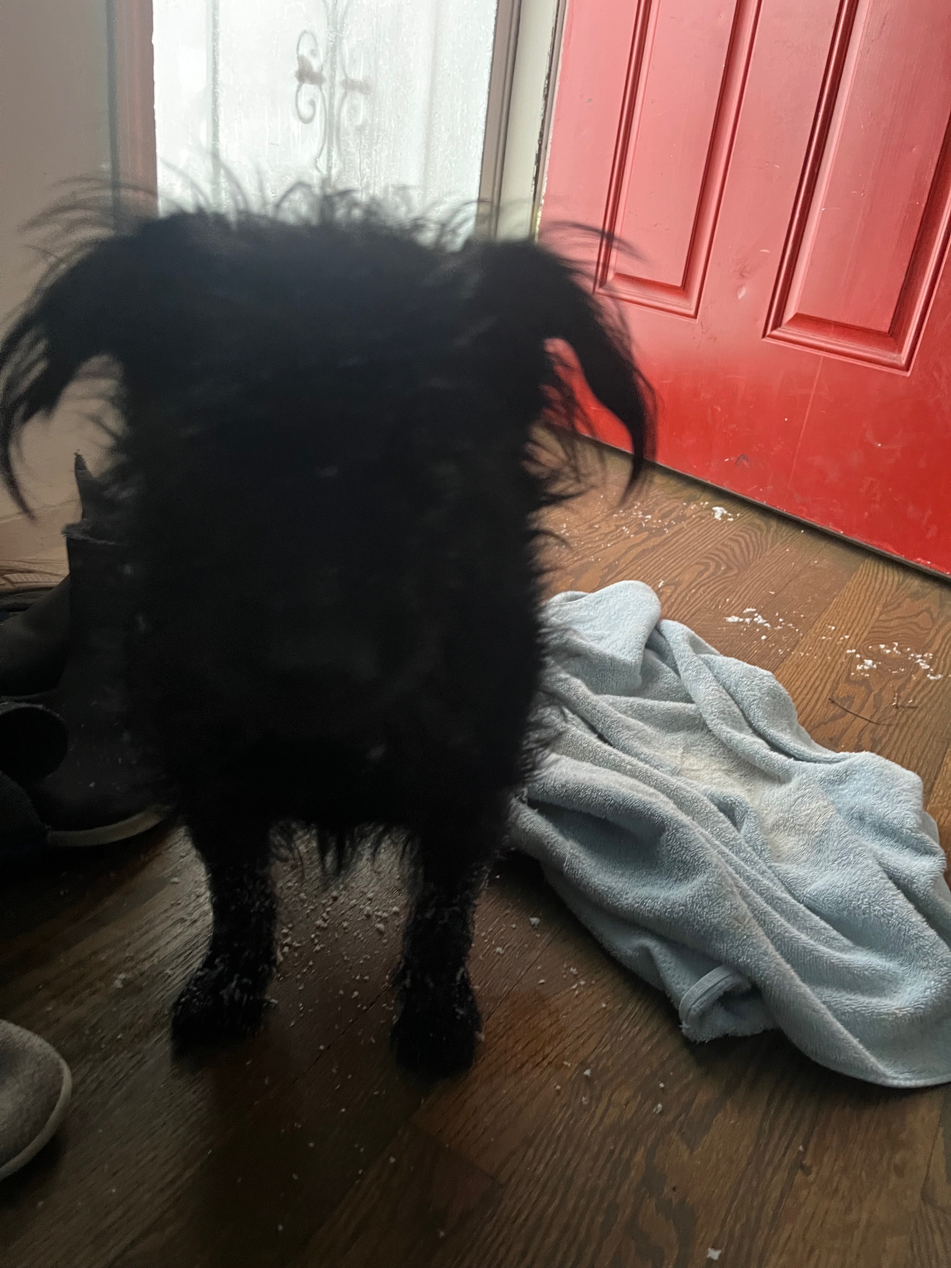 Lost Black Chihuahua Mix in Kansas City