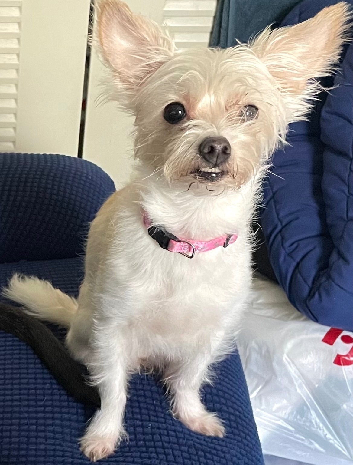 Lost pets Florida City, photo: Lost dog, Florida City