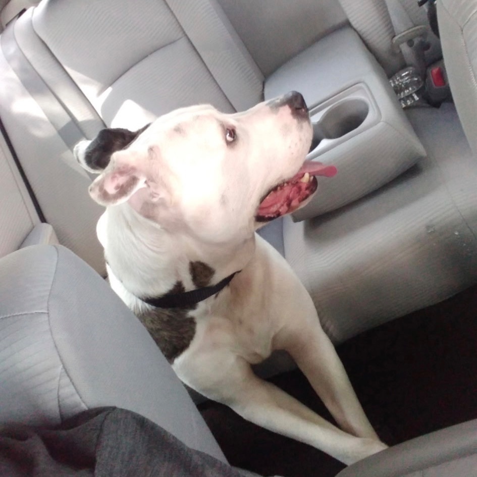 Lost pets Baton Rouge, photo: Help Find Gotti: Lost Pit Bull in Baton Rouge
