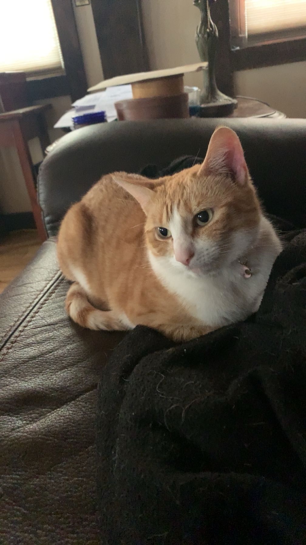 Lost Cat: Ginger, White & Orange Tabby