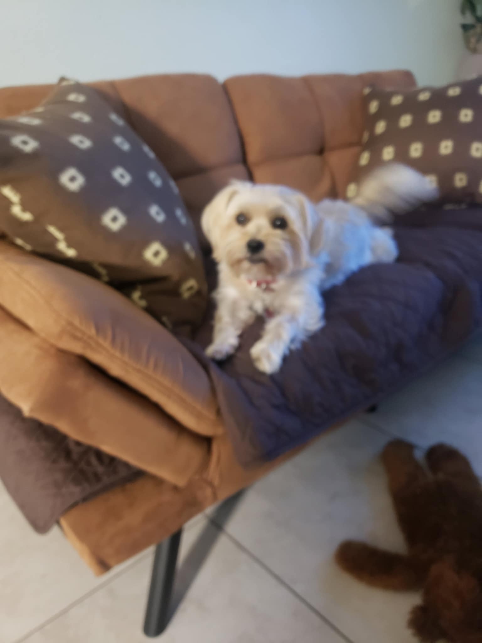 Missing dog Tampa, photo: Lost dog, Tampa