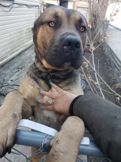 Lost Dog: Large, Dark Muzzle, Hazel Eyes