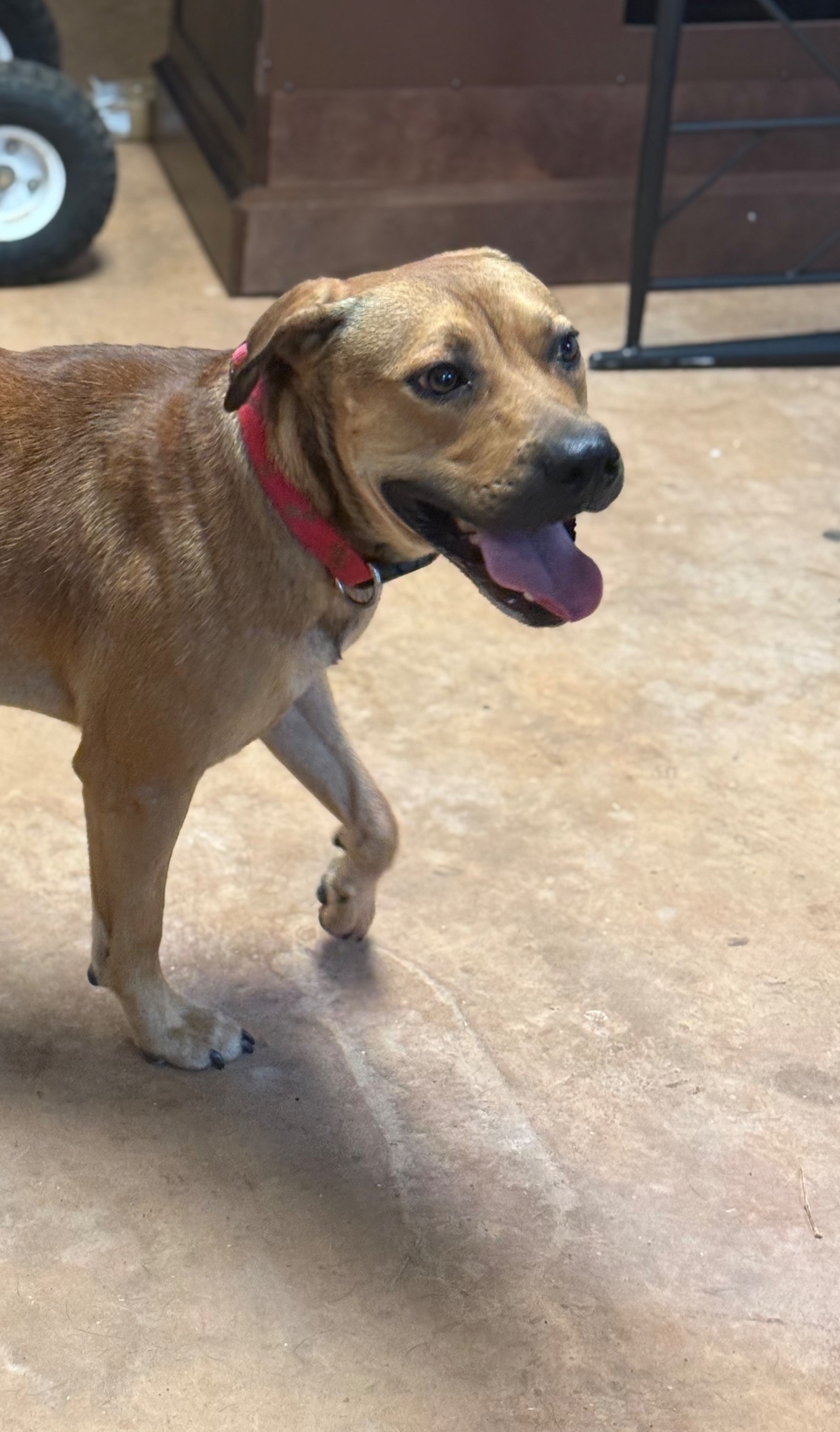 Found pets Powdersville, photo: Found: Brown Pit Mix Near Dolly Cooper
