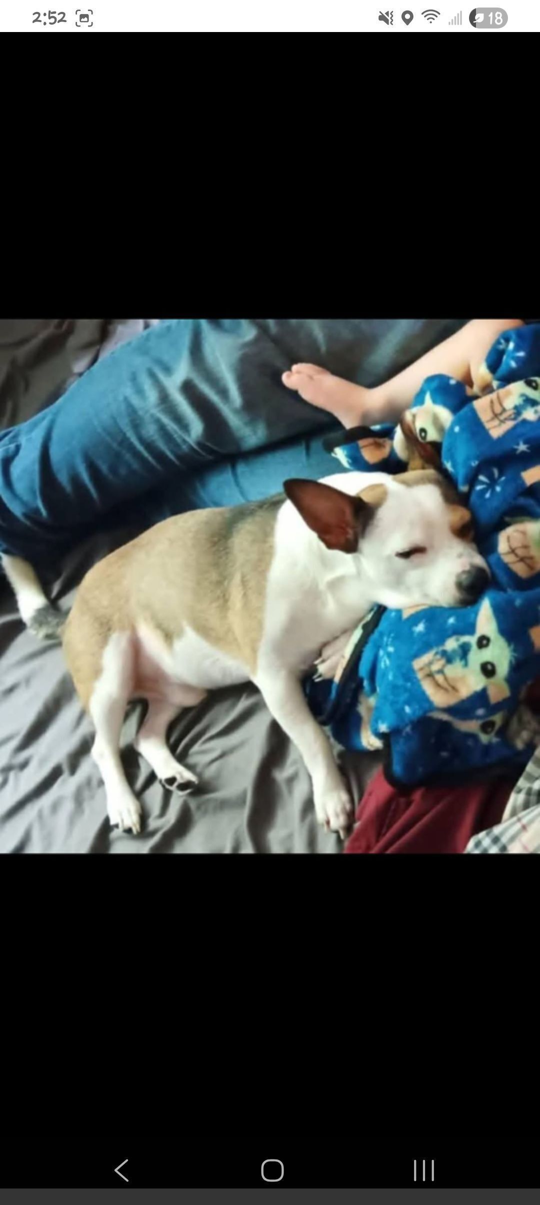 Lost pets , photo: Lost Dog Alert: Help Find Rocko!