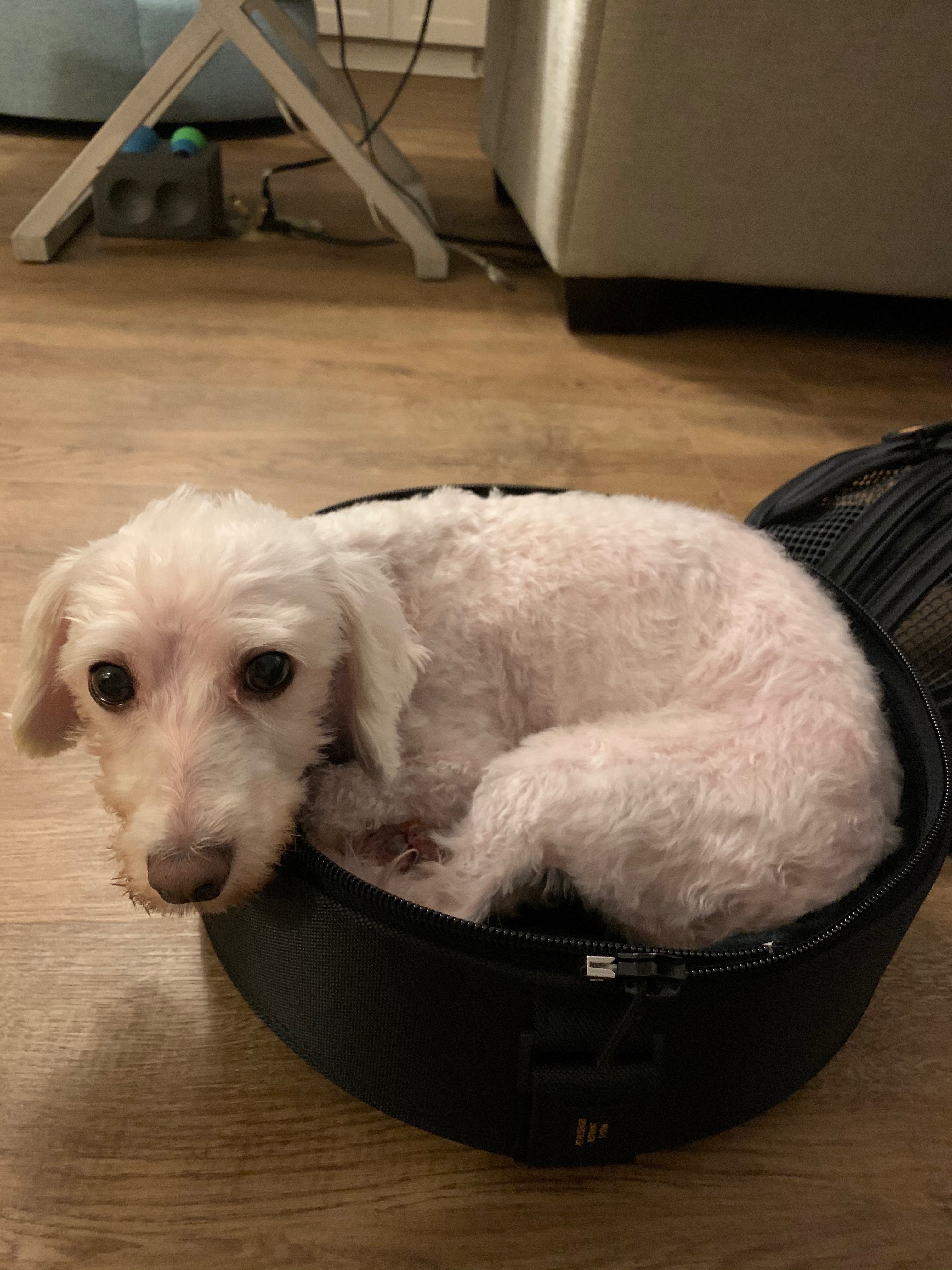 Blind Havanese/Poodle Mix Lost in Honolulu