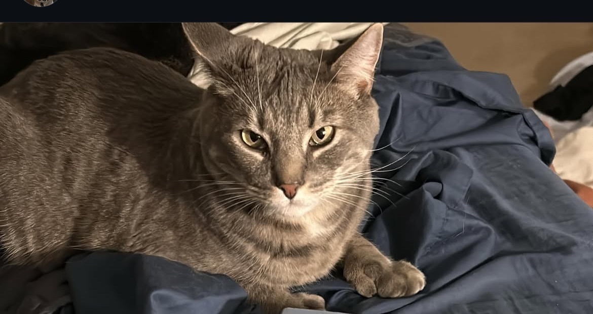 Lost Grey Tabby Cat in Boscawen Area