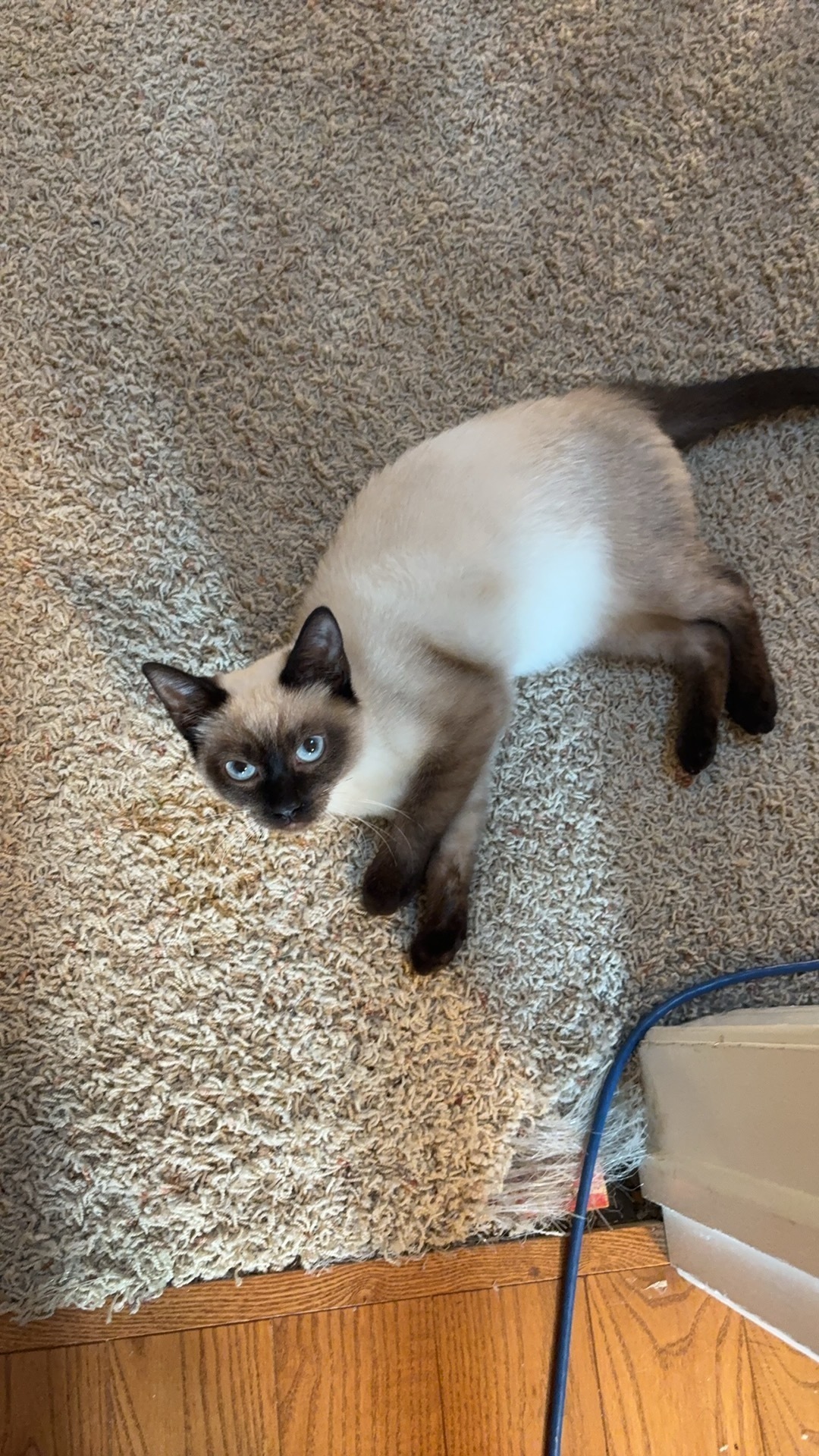 Lost Siamese Kitten in Waterloo: Help!