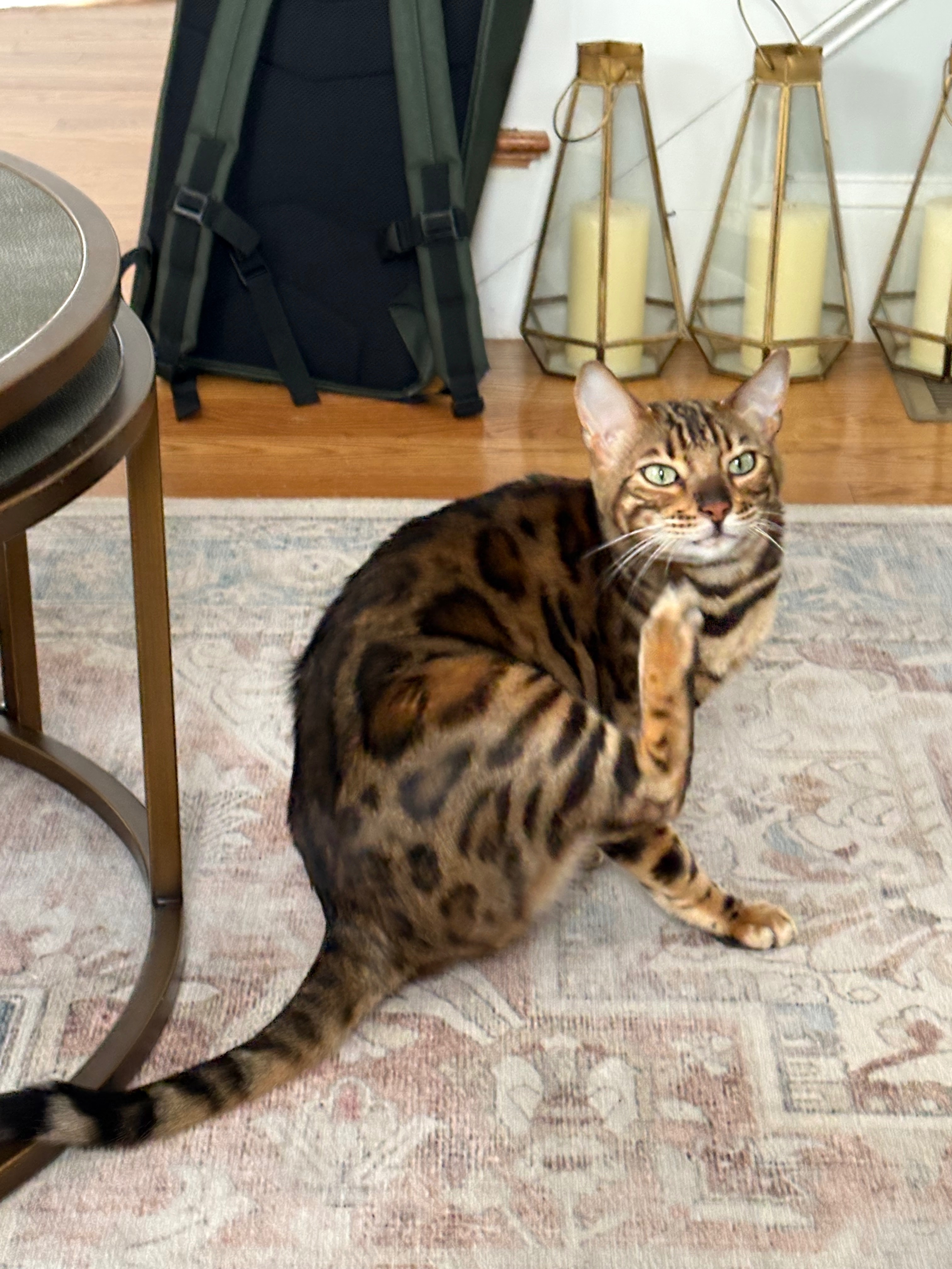 Lost and found pets Woburn, photo: Lost Cat: Golden Brown, Kimball Rd, Woburn
