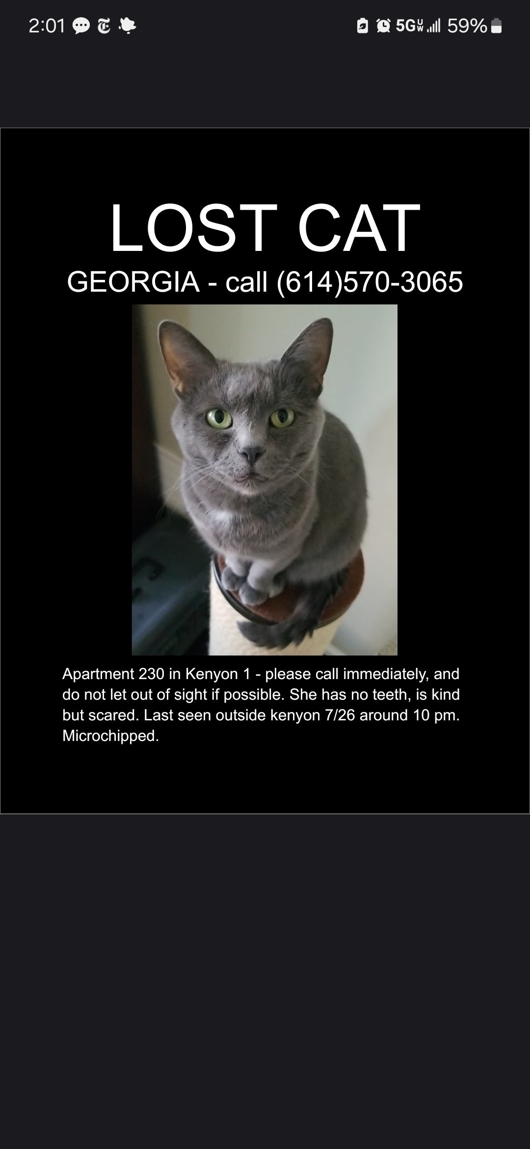 Lost Gray Cat: Toothless, Green Eyes