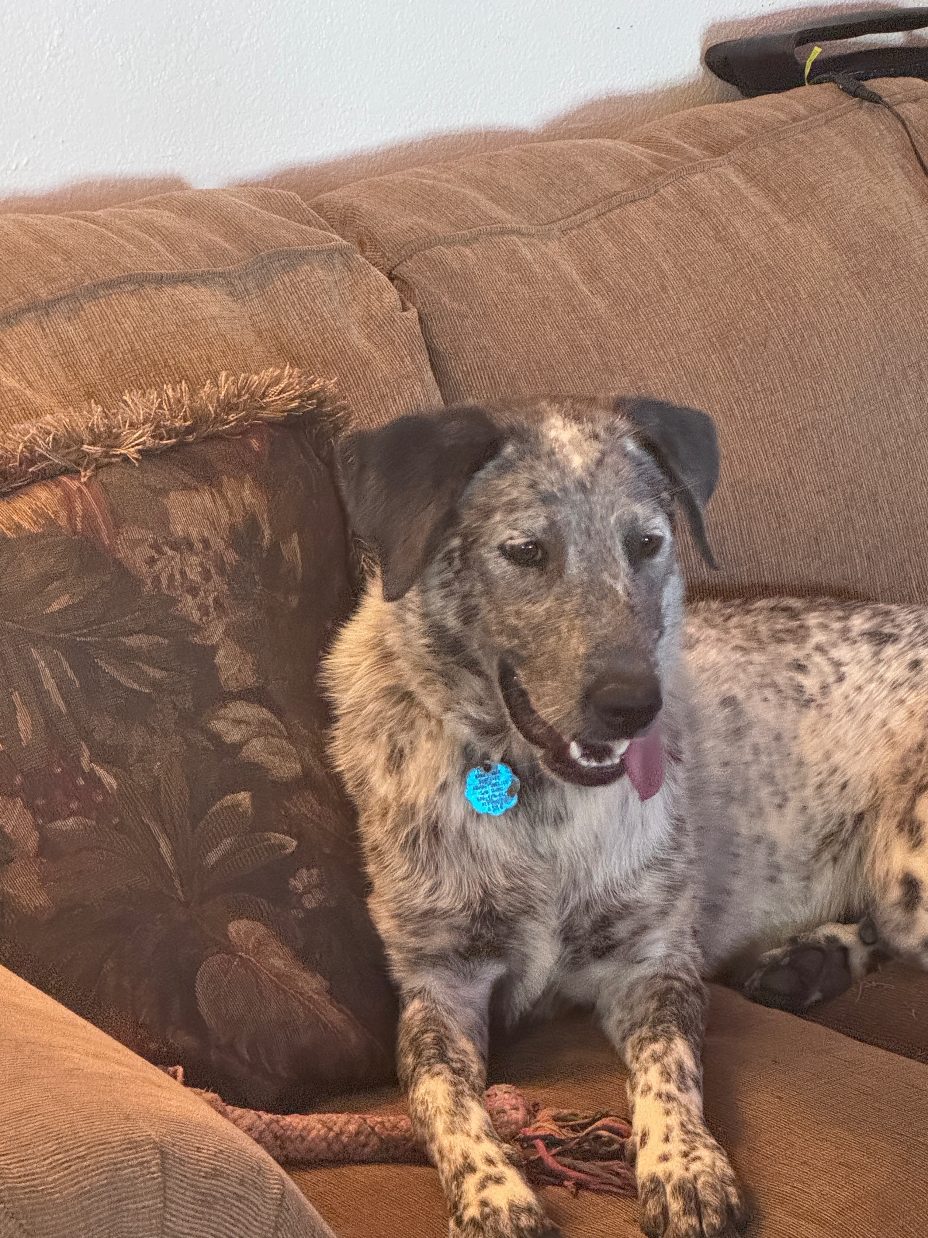 Lost and found pets Albuquerque, photo: Lost Sweet Dog: Blue Heeler/Lab Mix
