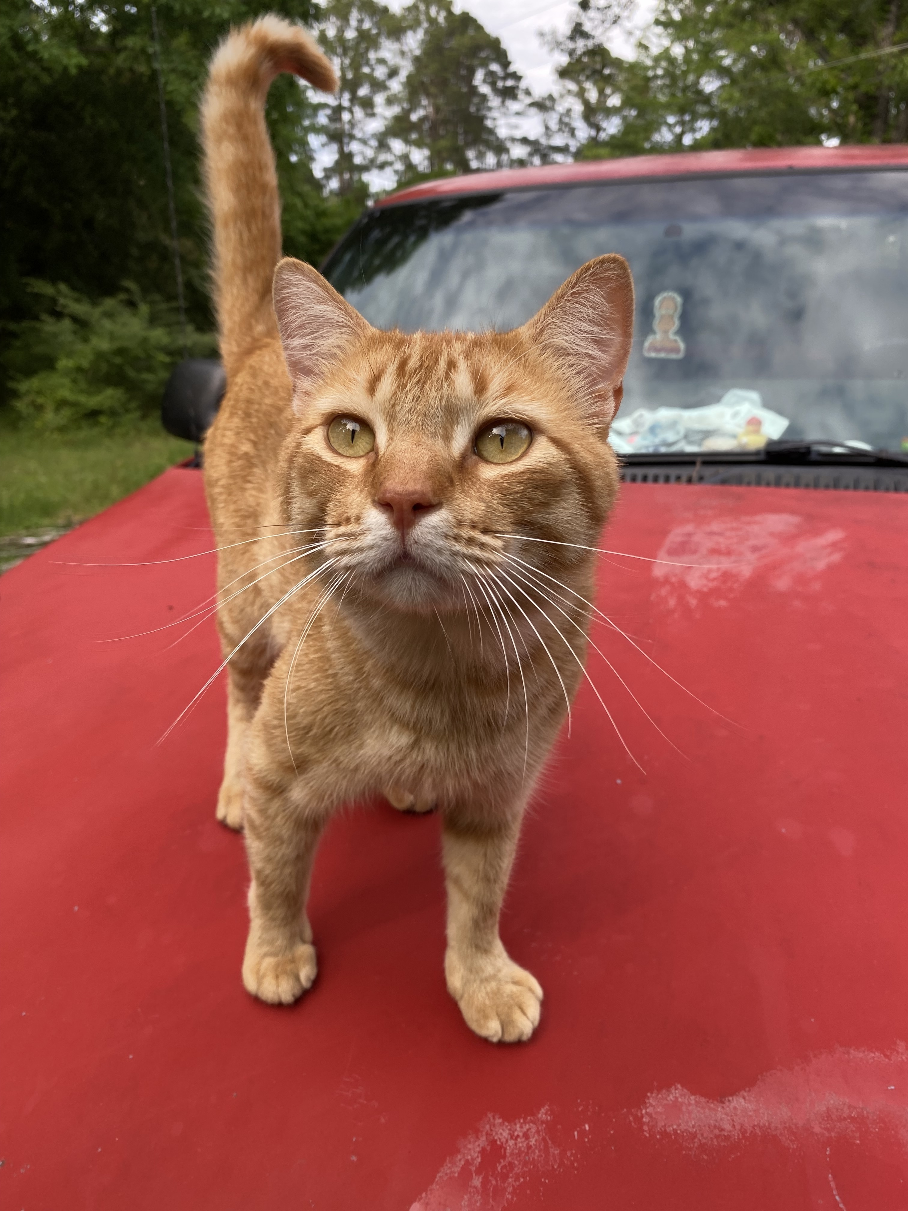 Lost and found pets Bryant, photo: Lost Cat: Friendly, Green Collar, Bryant