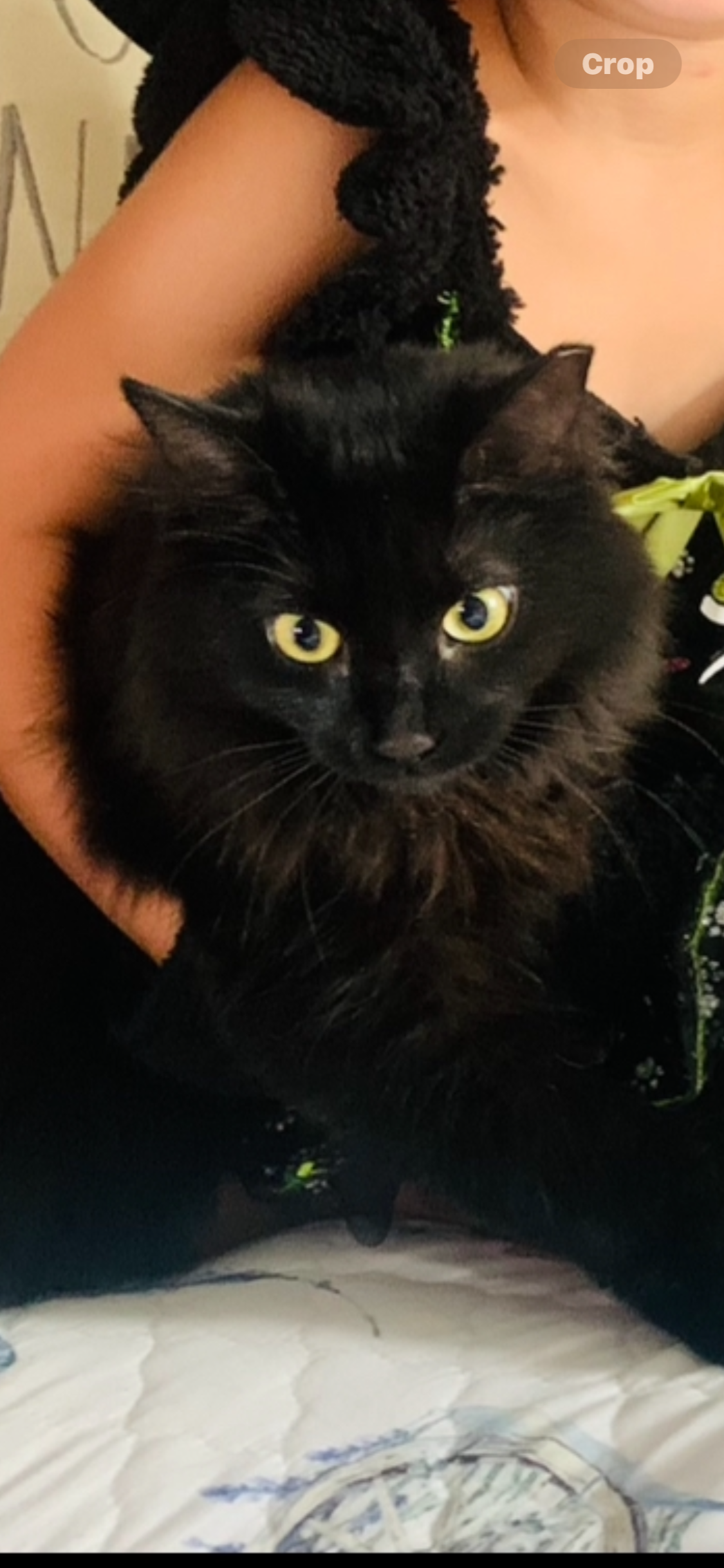 Lost Black Cat: Sherman St, London