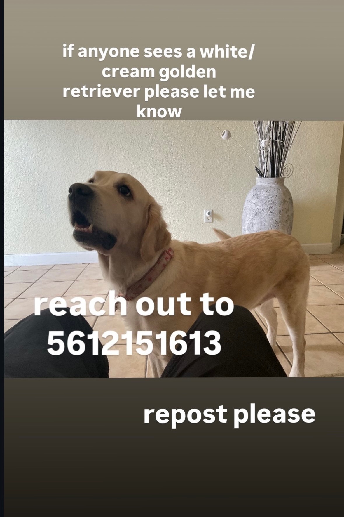 Missing dog Royal Palm Beach, photo: Lost Tan Golden Retriever in Royal Palm